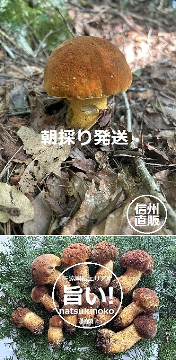 �A�J���}�h���̉摜